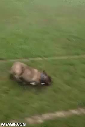 gol,perro,bulldog franc&eacute;s,c&eacute;sped,resbalar,deslizarse