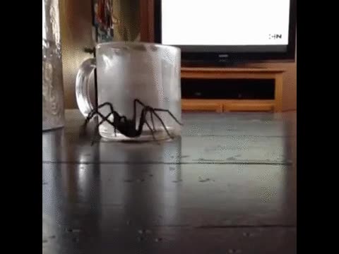 ara&ntilde;a,vaso,atacar