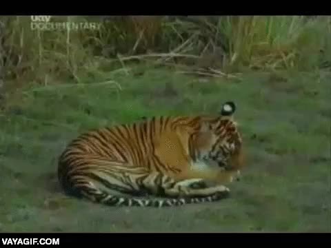 cachorro,tigre,saltar,madre,salvaje