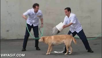 tareas,rápido,perro,lavar