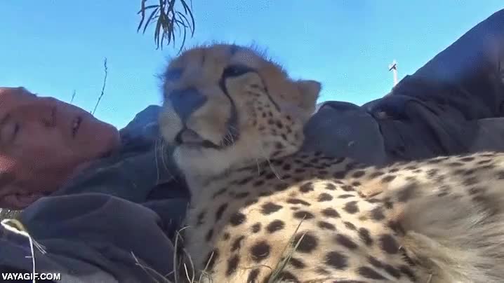 guepardo,dormir,apoyarse,siesta