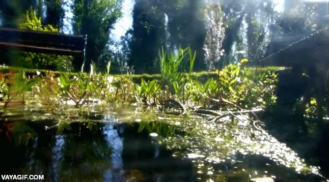 grabar,río,agua,renacuajos,reptiles,lagartijas,de tó