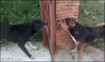 corea,pelea,perros