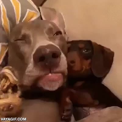 pillada,infiel,filtraci&oacute;n,web,infieles,perros,perretes