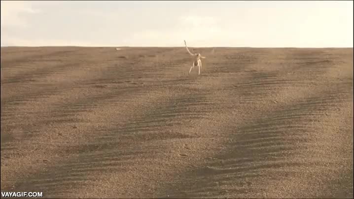 rapido,duna,desierto,deslizarse,insecto,ara&ntilde;a