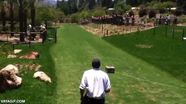 derrapar,carrera,r&aacute;pido,guepardo,felino