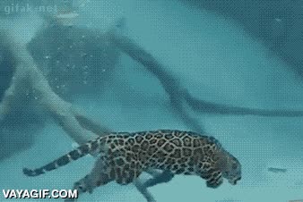 jaguar,bucear,pescar,brutal,salvaje