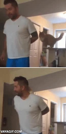 caballito,espalda,gato,salto