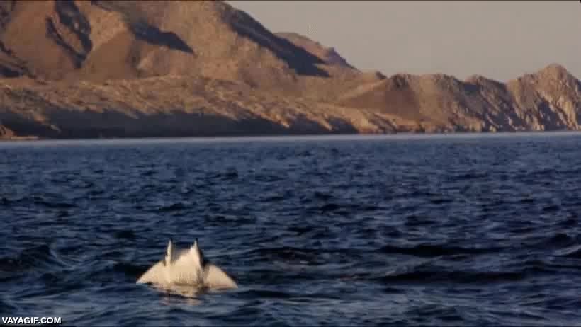 mantas,rayas,explosiones,michael bay,explotar,oceano,efectos especiales,delfin