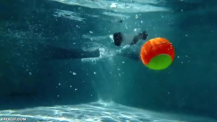 Jugando a atrapar la bola es más espectacular si lo haces bajo el agua agua,sumergirse,perro,bola