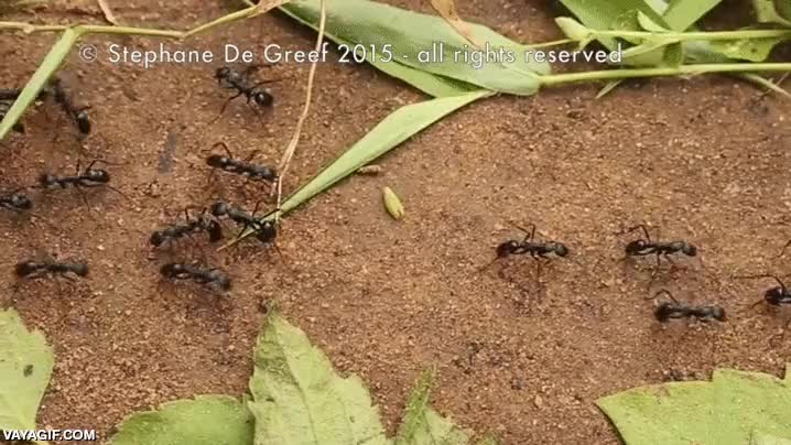 ciempiés,insectos,hormigas,trabajo en equipo,colaborar