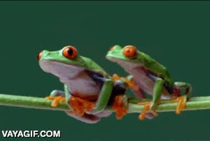 ranas,ca&iacute;da,zopencas