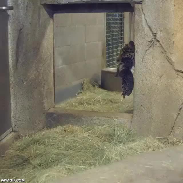 leopardo,nacimiento,cachorro,love it