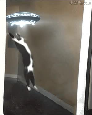ovni,gatos,gatoalien