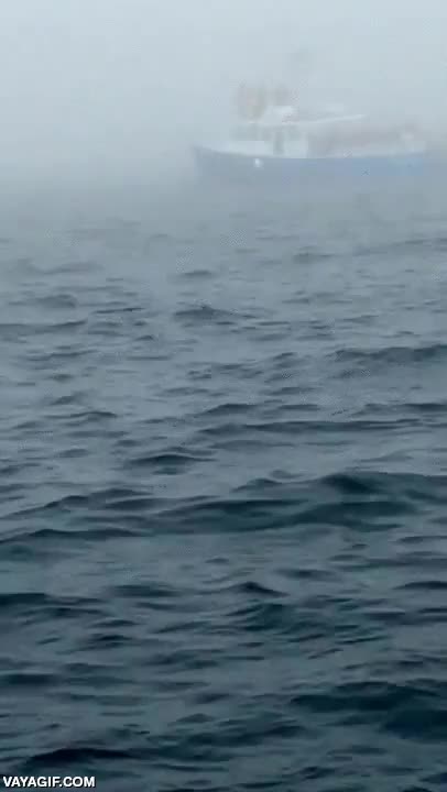 ballena,mar,salto,agua