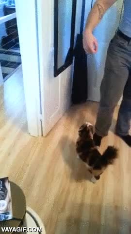 gato,saltos,circuito,seguir