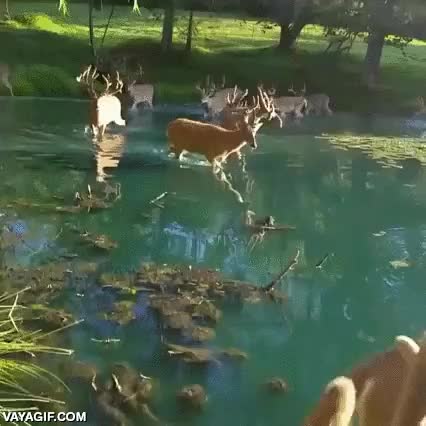 cuernos,ciervos,rio,cruzar