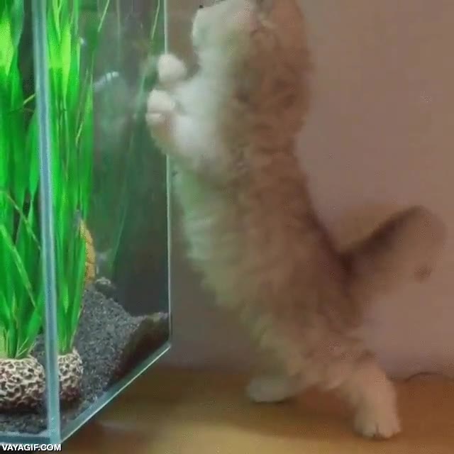 pez,pecera,gato