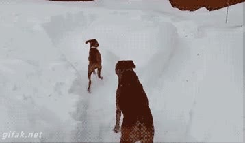 bucle,perro,pillapilla