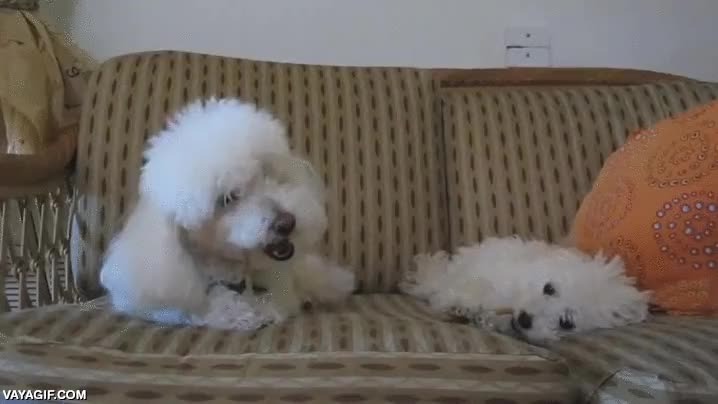 perros,chuche,robar,sustraer