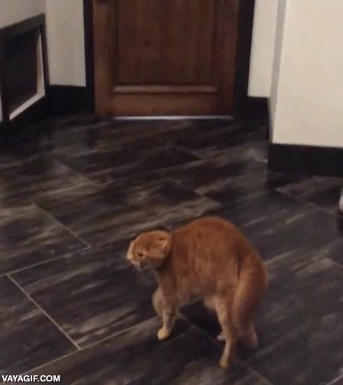 perro,gato,perrocebra,asustado,wtf