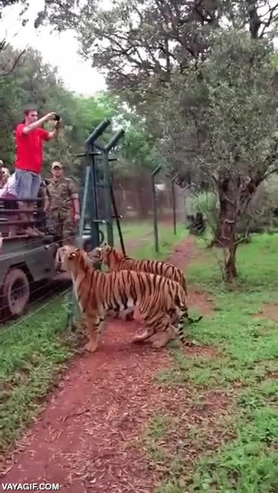 tigre,salto,carne,alimentar,brutal,brinco