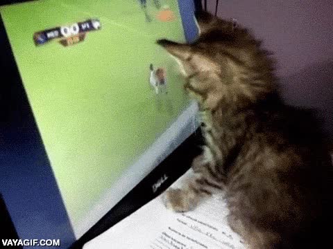 gatito,futbolero,futbol,ordenador,pantalla,laptop,partido,gato