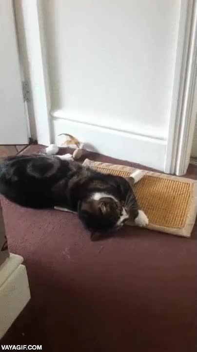 gato,pared,golpe,zas