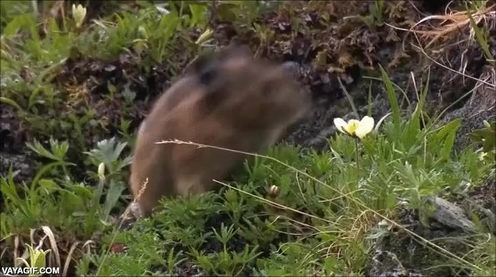 Enlace a El roedor devorador de flores