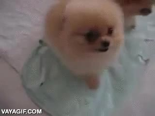 pomerania,cachorros,adorables,bolas de pelo,perro