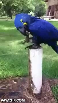 loro,guacamayo,abrir,grifo,ba&ntilde;o,darse un ba&ntilde;o,ba&ntilde;arse,agua
