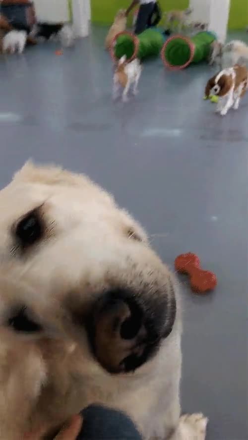 soplar,el perro del exorcista,girar la cabeza,cuello,orejas,molestar