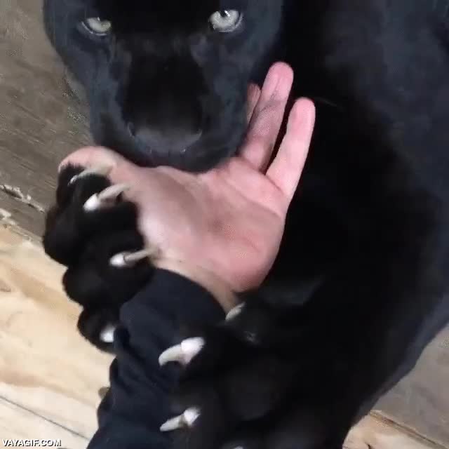 menudas zarpas,pantera,morder,mordisquear,como los bebes cuando le salen los dientes,encias