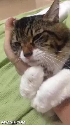 gato,abrazar,abrazado,agarrado,mano,pertenecer,no querer soltar