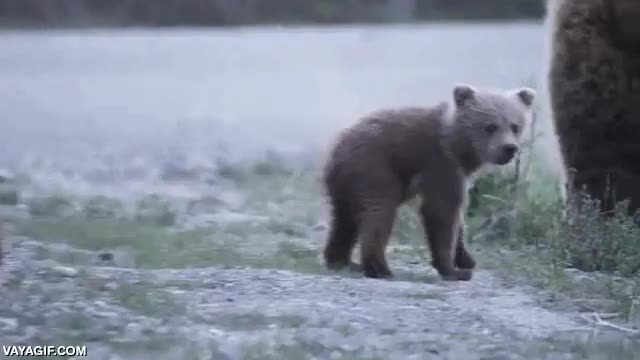 oso,cachorro,de pie,madre,vacilar,levantarse,ponerse de pie