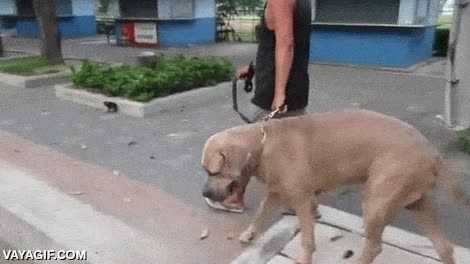 gatito,cría,atacar,defender,perro,grande,tamaño