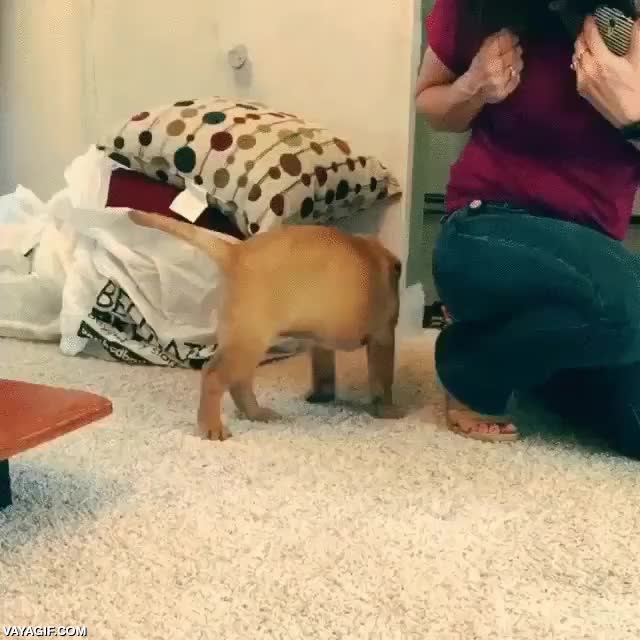 perro,cachorro,estirar,acreditacion,elastico,goma