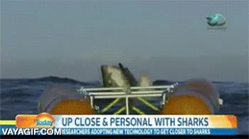 gran tiburon blanco,tiburon,salto,gigante,increible,la cara que se le queda a los presentadores