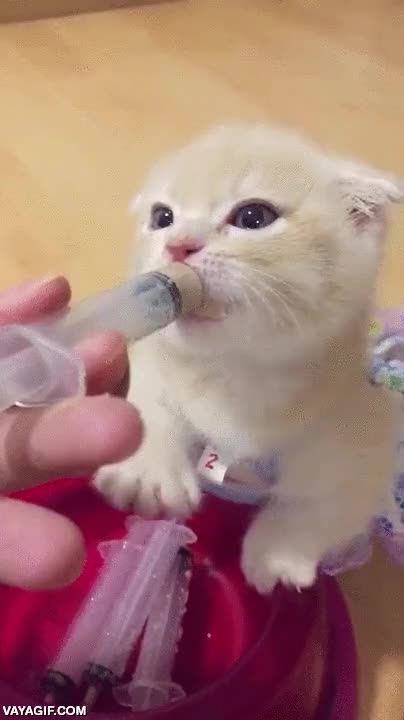 gatito,gato,cachorro,vestido,comer,jeringuillas,trag&oacute;n