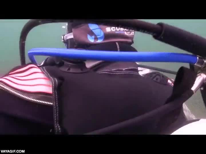 perro,foca,acariciar,rascar,barriga,submarinista,buceador