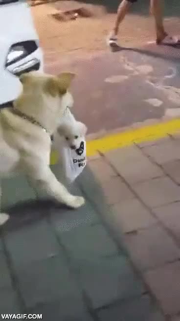 llevar al cachorro en la bolsa,perro,llevar,cachorro,bolsa de plastico