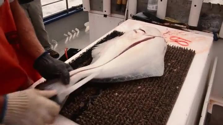 pescatero,pescaderia,filetear,en cuatro cortes,halibut