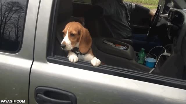 perro,cachorro,beagle,ventana,no soltar,se siente traicionado