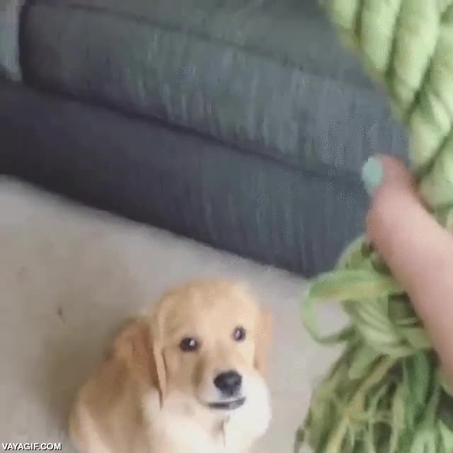 torpeza,buscar,nudo,tropezar,perro,perrito,cachorro