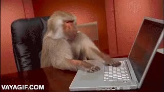 macaco,babuino,mono,ordenador,humor,gracioso,portátil,desespero,urgente,bloqueado,Ctrl Alt Supr,chimpance