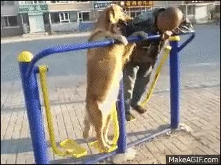 perro,parque,ejercicio,maquinas,buena compa&ntilde;ia