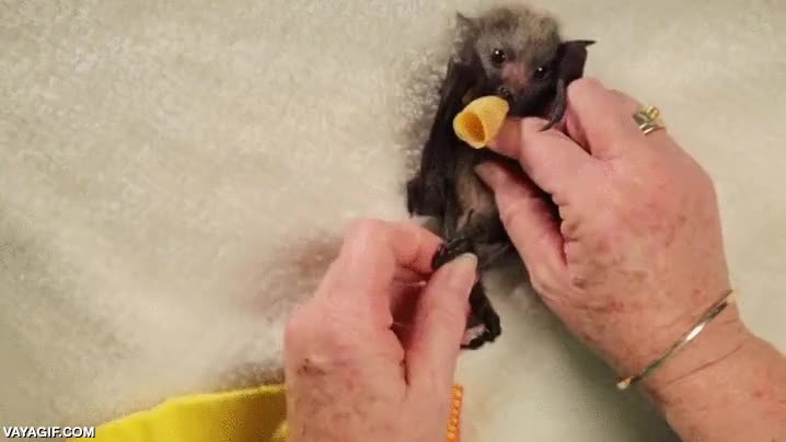 zorro,murcielago,burrito,feel like a kebab,tetina,chupete,dormir