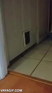 puertecita,puerta,gato,cerdo,perro,colarse,vietnamita