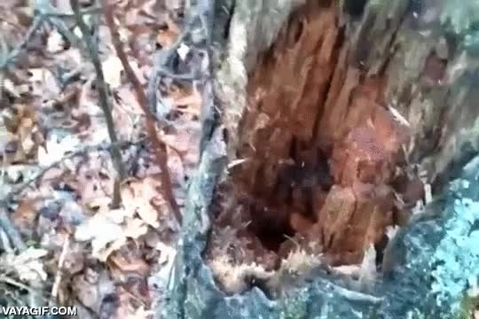 tronco,huron,dormir,blanco,esperando la nieve,polar