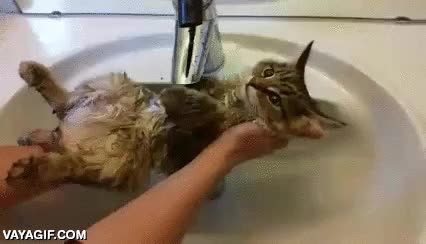 hipnotizado,grifo,ba&ntilde;ar,lo est&aacute; regando m&aacute;s bien,gato,mojarse,agua,es raro